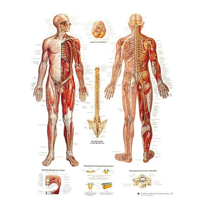 Planche anatomique Système nerveux - 3B Scientific
