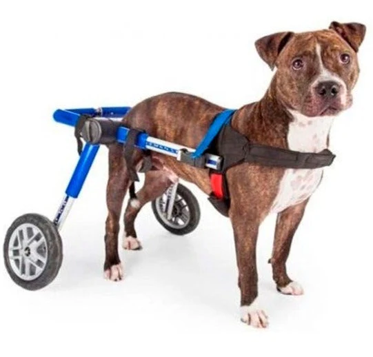 Chariot pour Chiens Adaptables | Support et Soutien Total