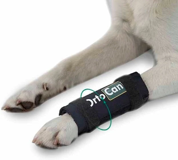 Bracelet pour Chien avec Attelles | Récupération post-chirurgicale