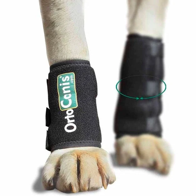 Bracelet pour Chiens avec Lésions Tendineuses ou Musculaires