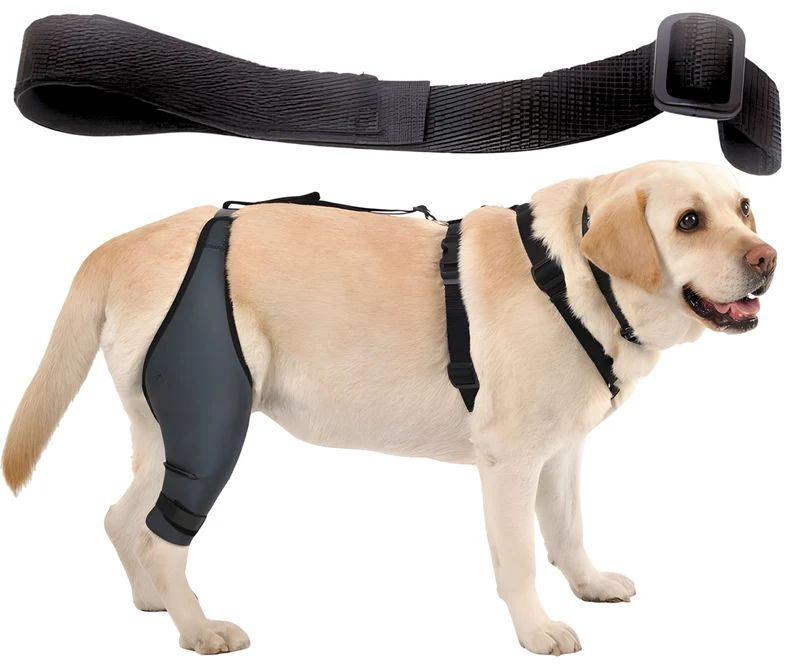 Ceinture Canine pour Immobilisateur de Genou