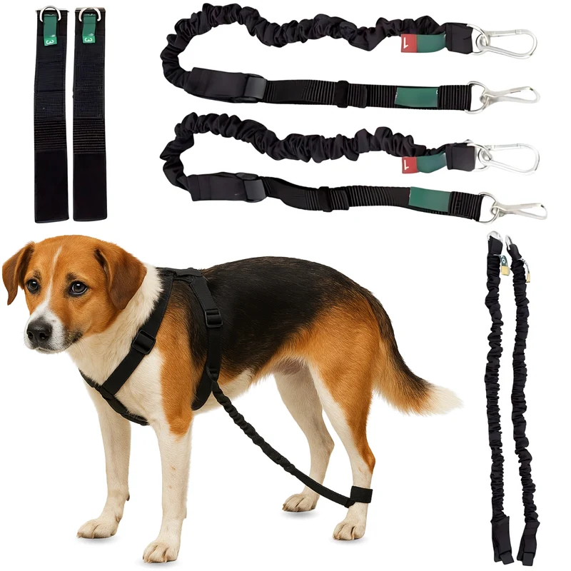 Dispositif pour Ataxie Canine | Aide pour Chiens