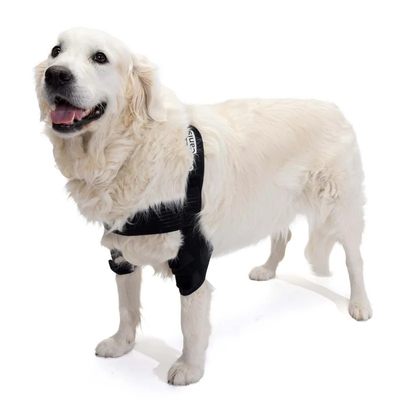Orthèse de Coude pour Chiens avec arthrose Rééducation Canine