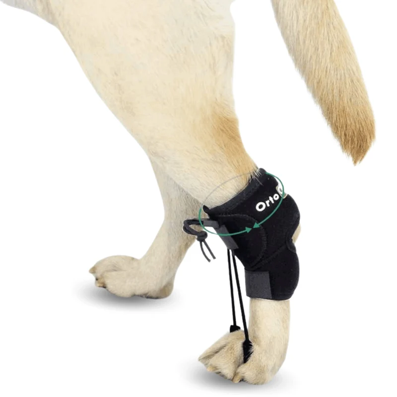 Correcteur Proprioceptif pour Chiens avec Knuckling | 5 Tailles